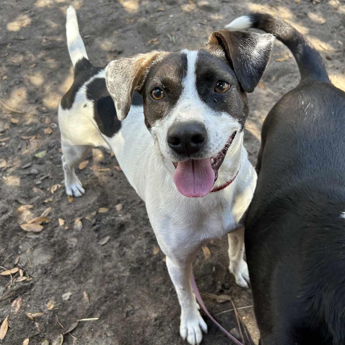 Minnie Mouse, a Adoptable Mixed Breed in Conway, SC image 1/5