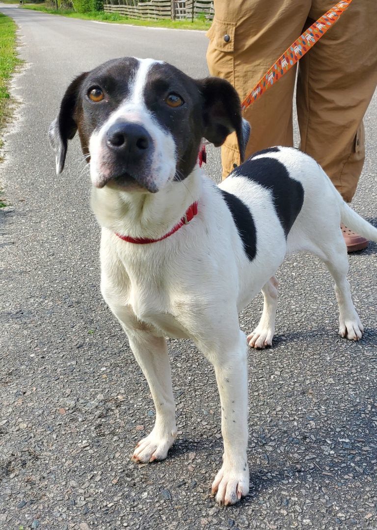 Minnie Mouse, a Adoptable Mixed Breed in Conway, SC image 2/5