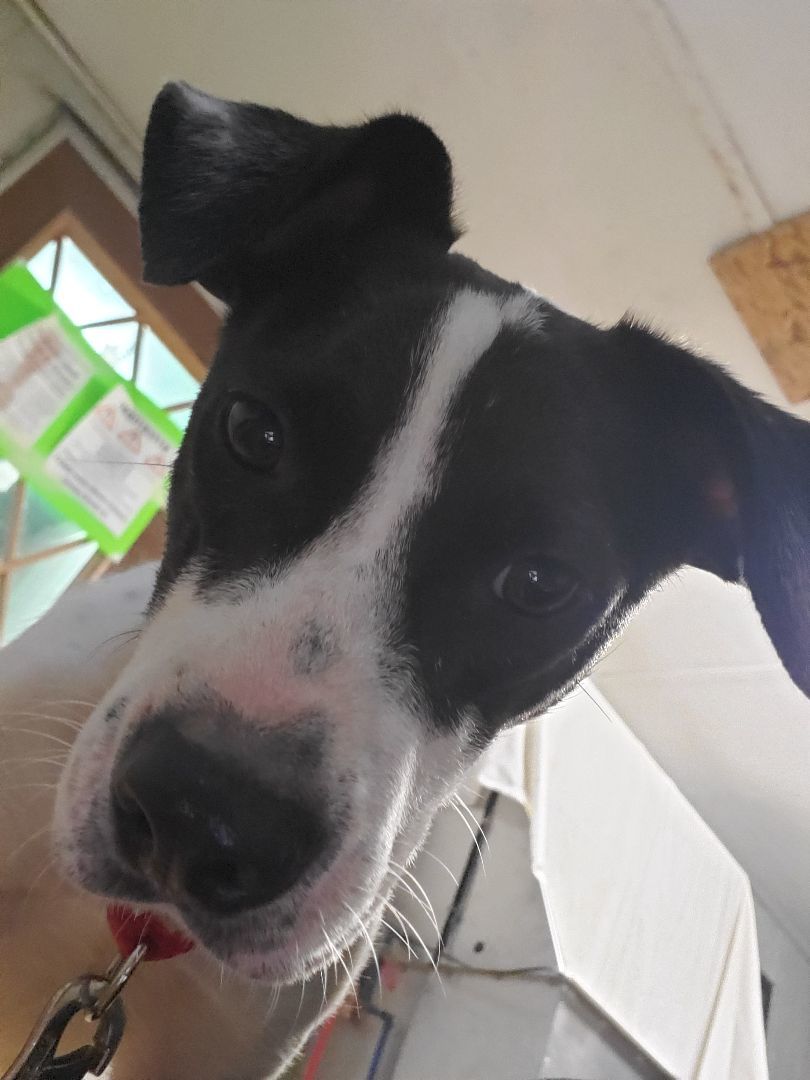 Minnie Mouse, a Adoptable Mixed Breed in Conway, SC image 3/5