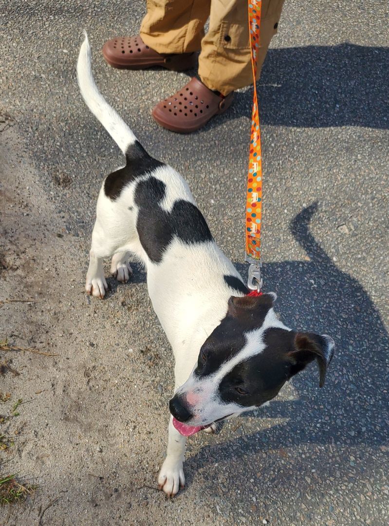 Minnie Mouse, a Adoptable Mixed Breed in Conway, SC image 4/5