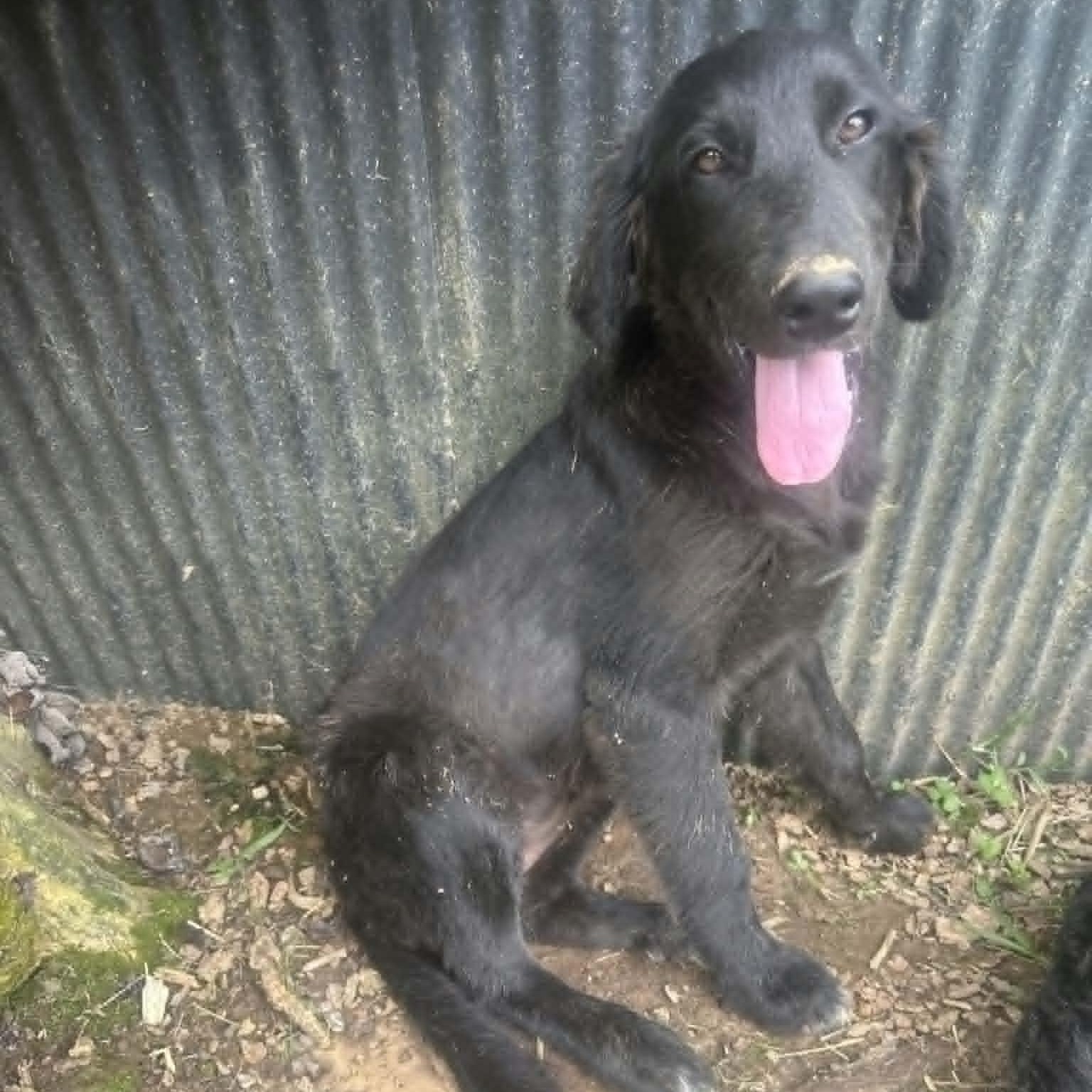Gemma, ADOPTABLE, Young Female Labradoodle.
