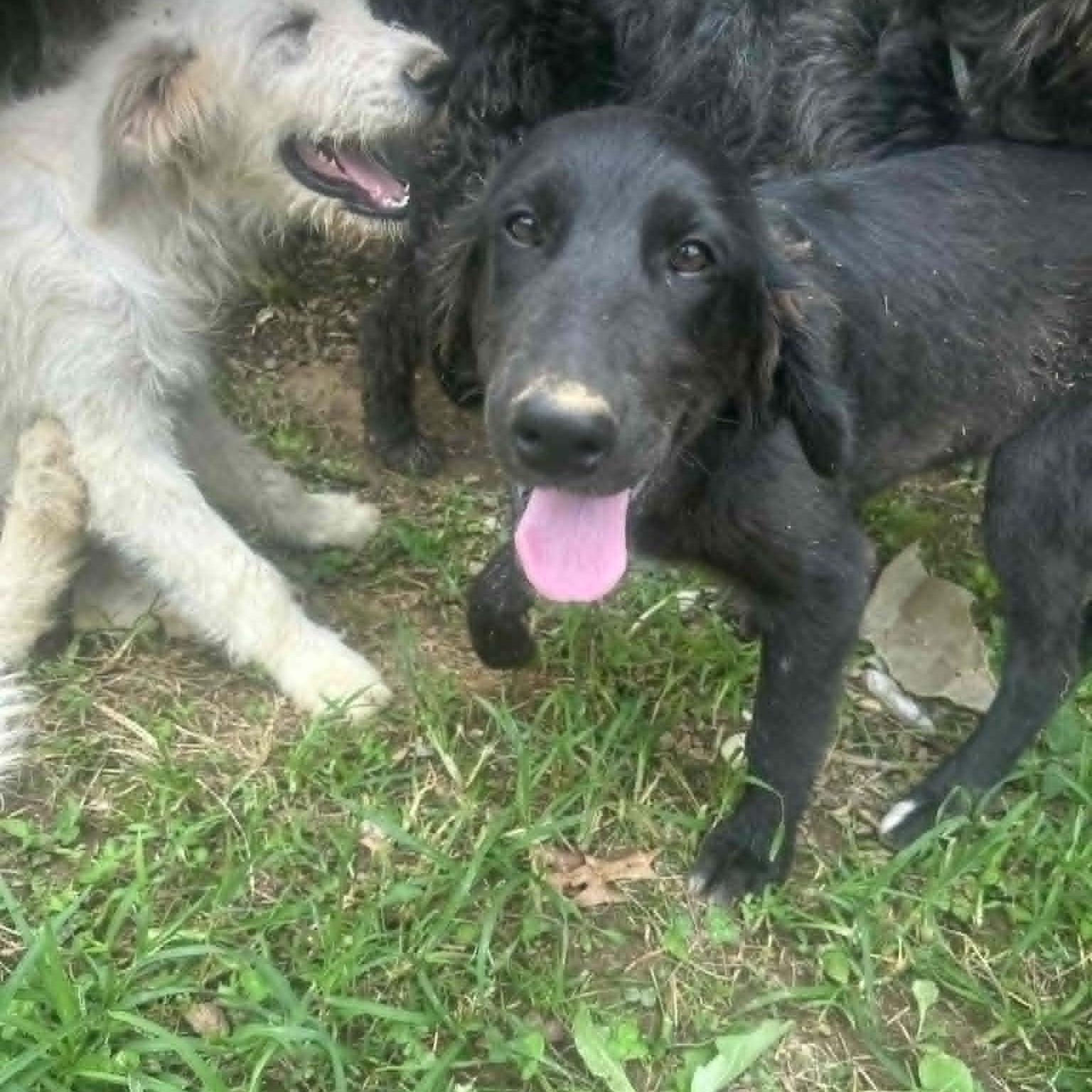 Enlarge Gemma, a ADOPTABLE mixed breed in Lancaster, KY image 4/5