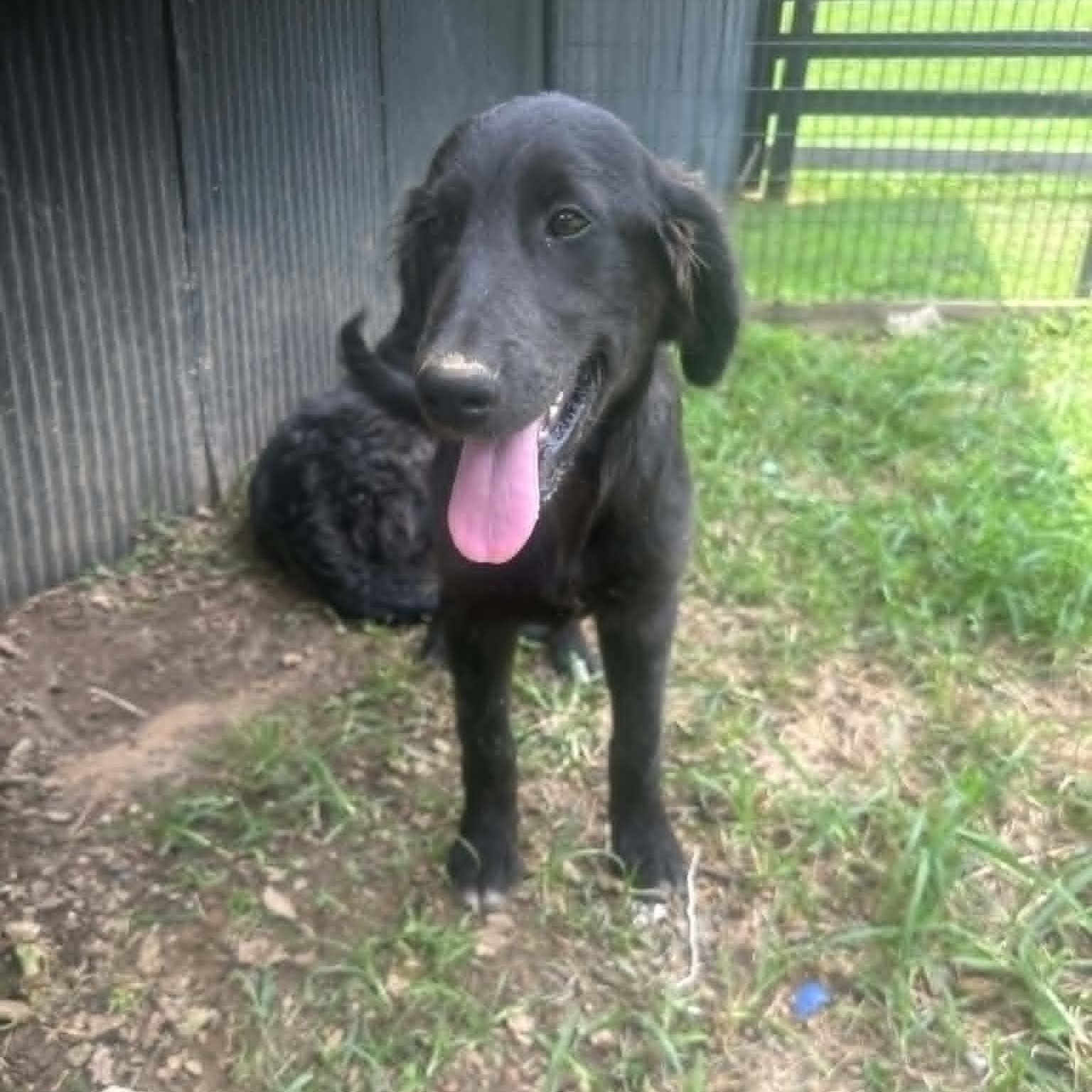 Enlarge Gemma, a ADOPTABLE mixed breed in Lancaster, KY image 3/5