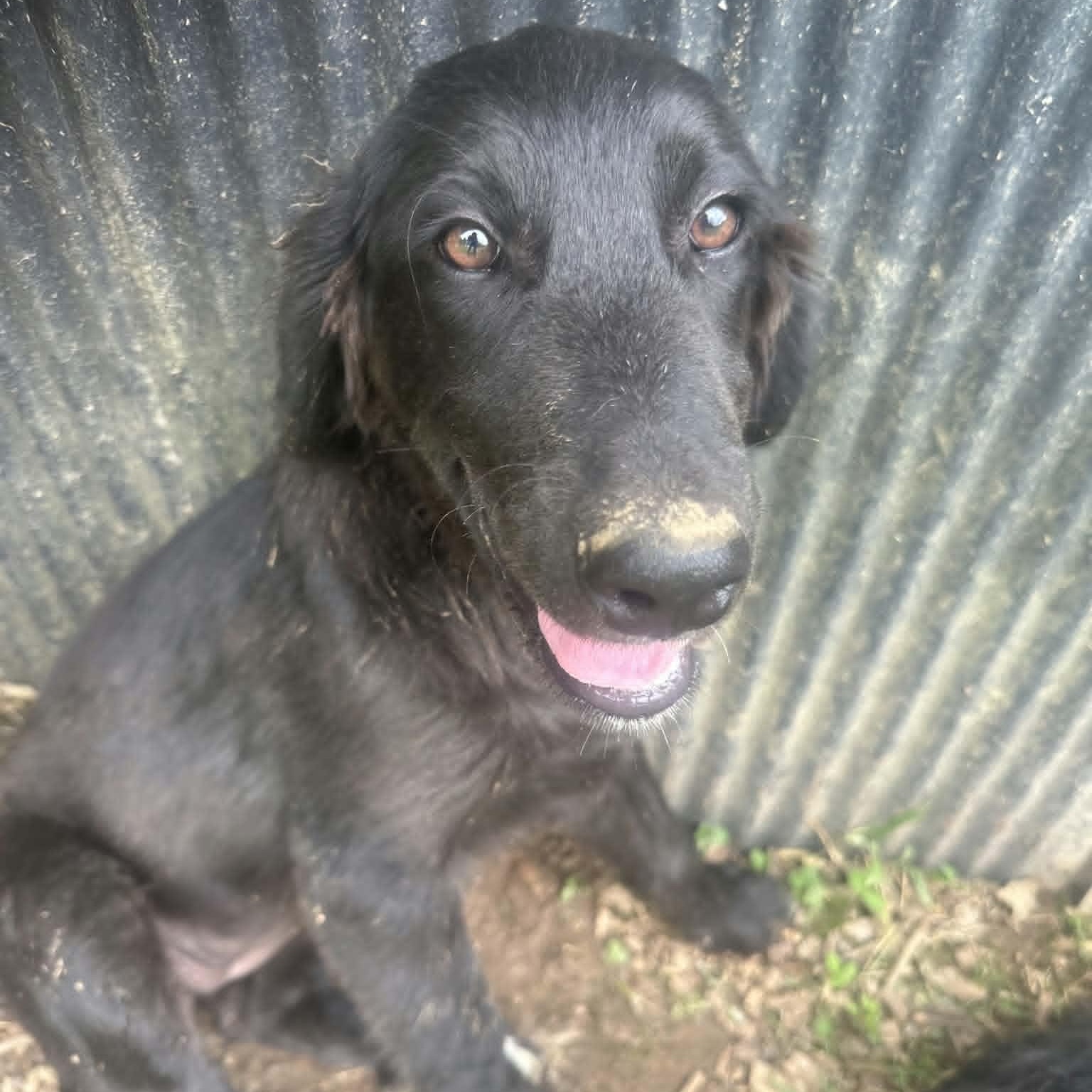 Enlarge Gemma, a ADOPTABLE mixed breed in Lancaster, KY image 2/5