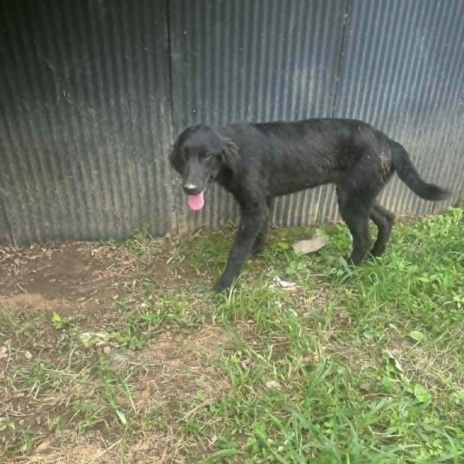 Enlarge Gemma, a ADOPTABLE mixed breed in Lancaster, KY image 5/5