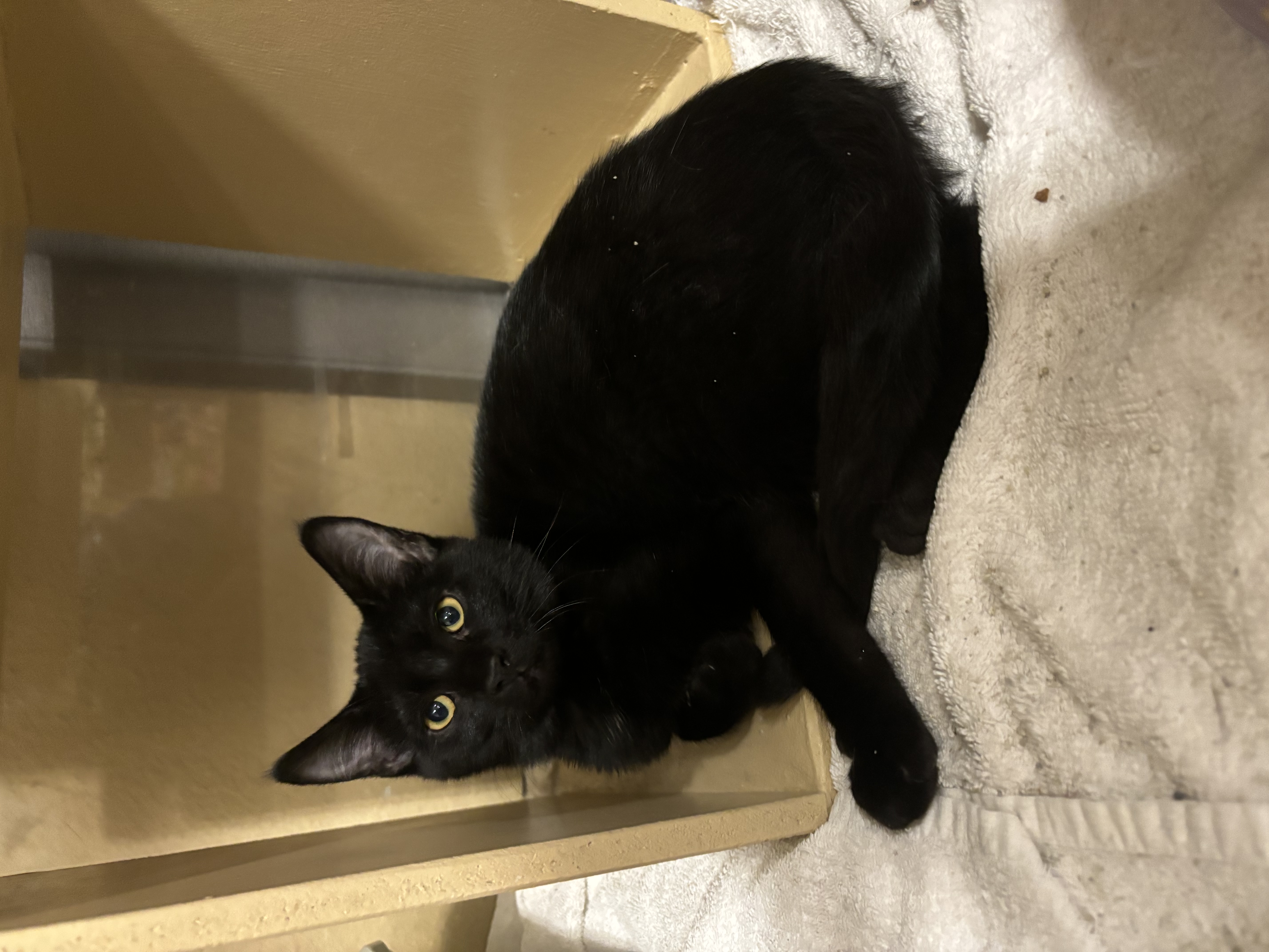 Annie, Adopted, Young Female American Shorthair.