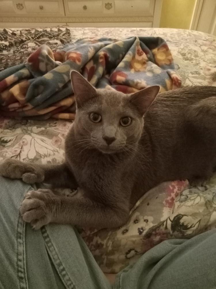 Enlarge KJ, a Adoptable Domestic Short Hair in Clinton Township, MI image 1/4