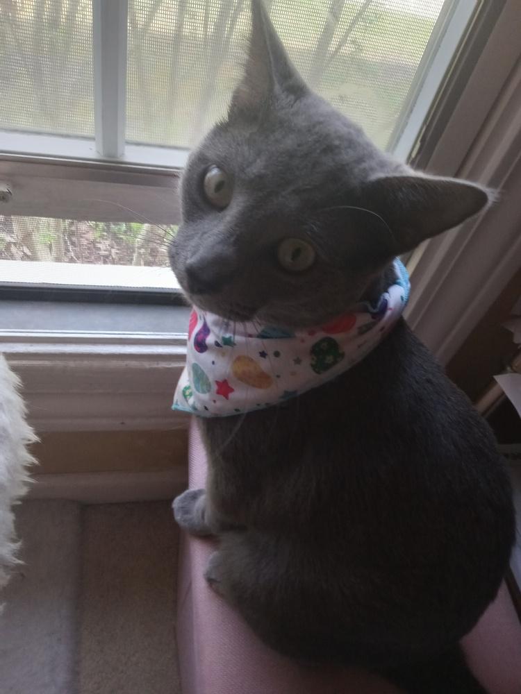 Enlarge KJ, a Adoptable Domestic Short Hair in Clinton Township, MI image 2/4