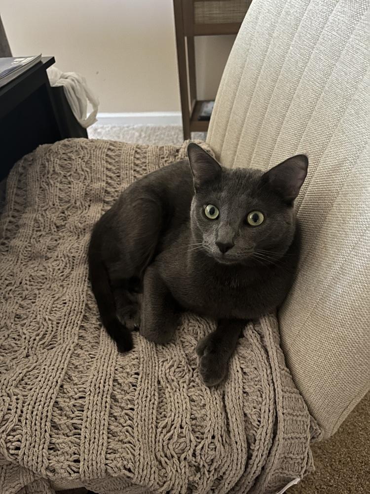 Enlarge KJ, a Adoptable Domestic Short Hair in Clinton Township, MI image 2/6