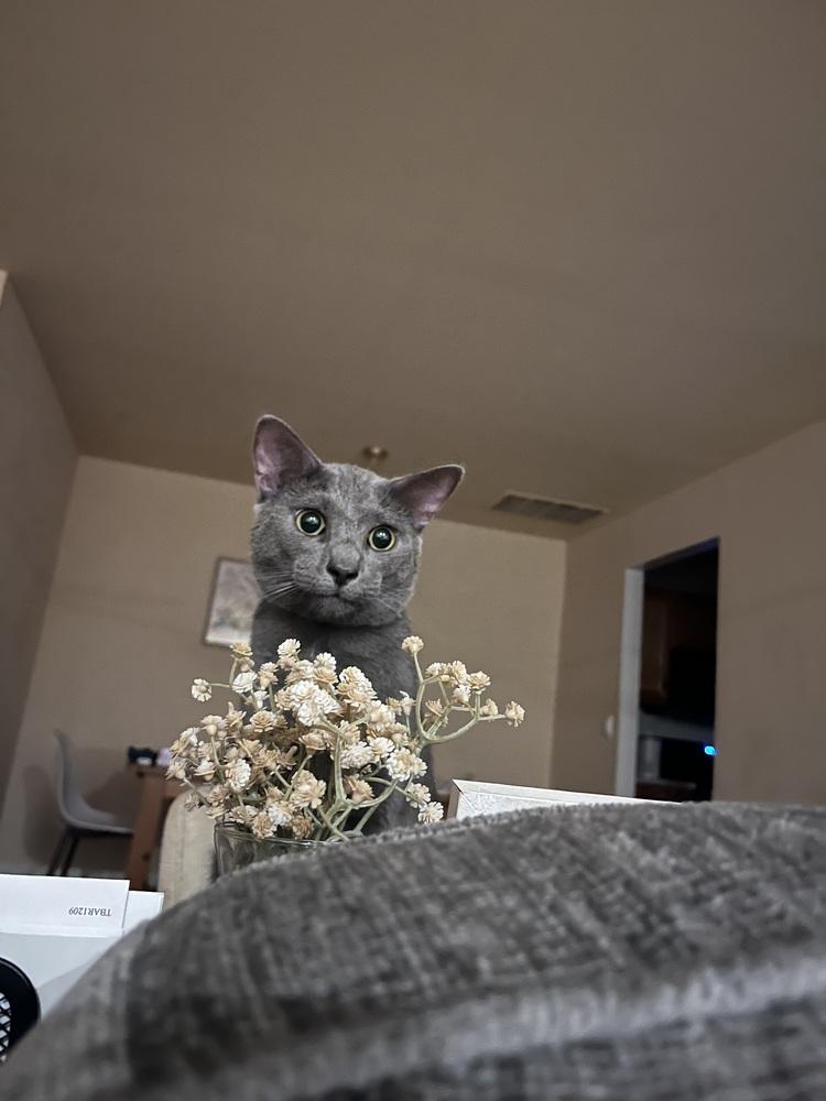 Enlarge KJ, a Adoptable Domestic Short Hair in Clinton Township, MI image 3/6