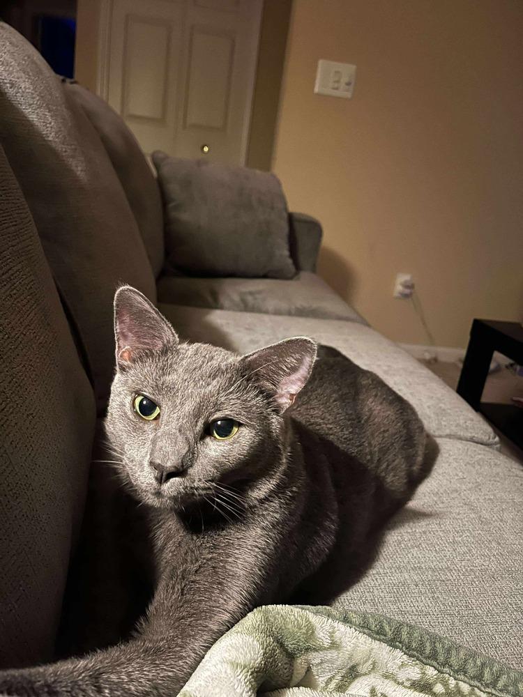 Enlarge KJ, a Adoptable Domestic Short Hair in Clinton Township, MI image 4/6