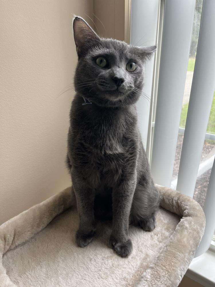 Enlarge KJ, a Adoptable Domestic Short Hair in Clinton Township, MI image 5/6