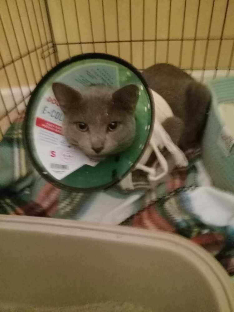 Enlarge KJ, a Adoptable Domestic Short Hair in Clinton Township, MI image 3/4