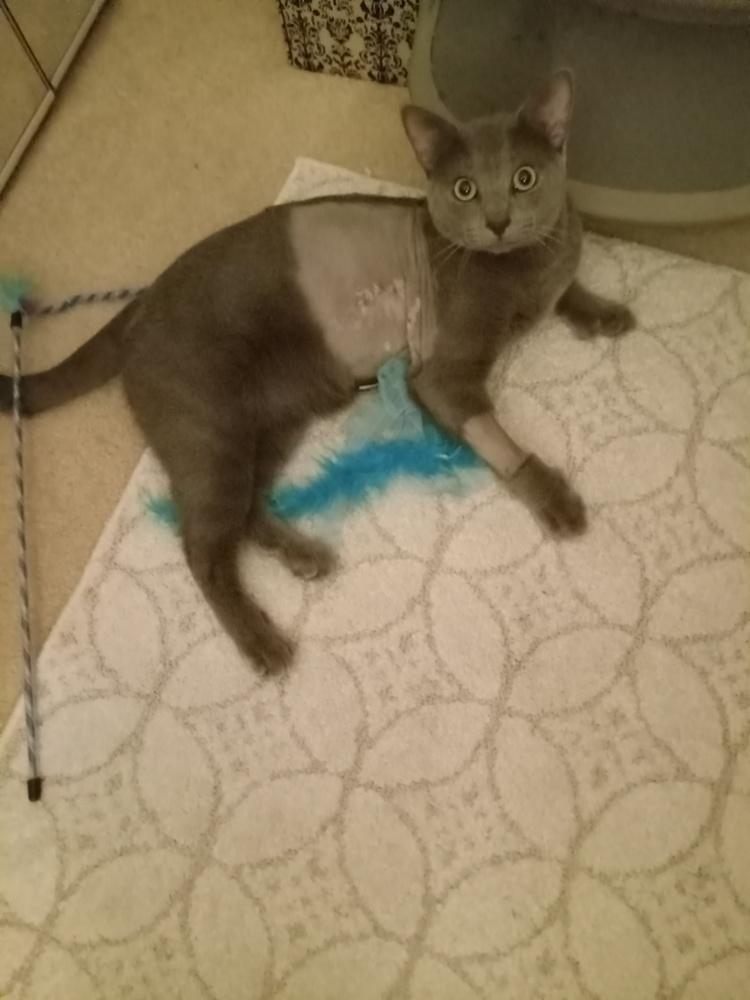 Enlarge KJ, a Adoptable Domestic Short Hair in Clinton Township, MI image 4/4