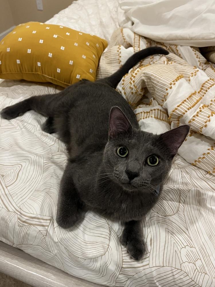 Enlarge KJ, a Adoptable Domestic Short Hair in Clinton Township, MI image 6/6