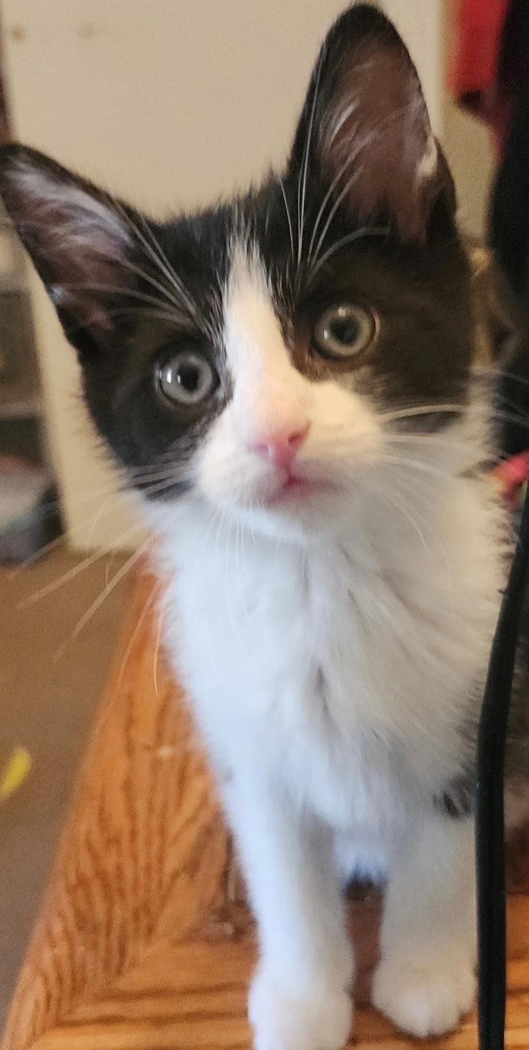 Rocky, a ADOPTABLE Domestic Short Hair in Clayton, NJ image 1/4