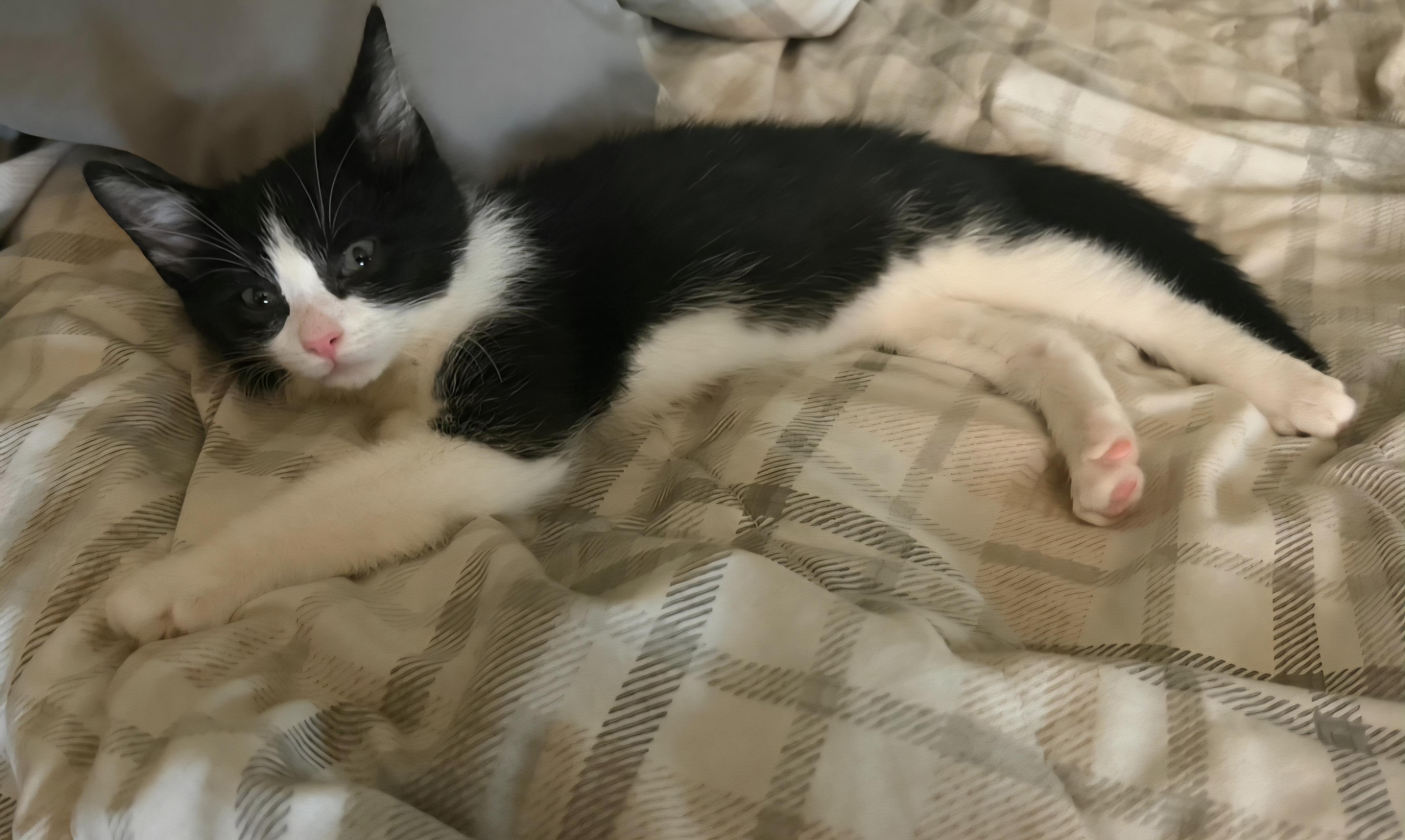 Rocky, a ADOPTABLE Domestic Short Hair in Clayton, NJ image 2/4