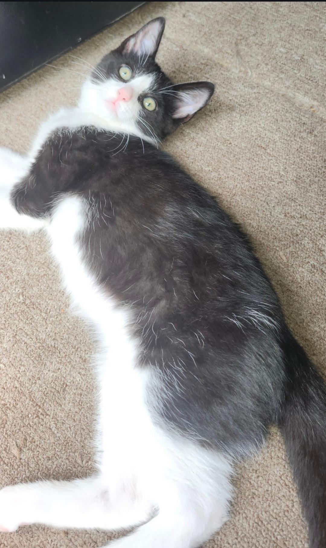 Rocky, a ADOPTABLE Domestic Short Hair in Clayton, NJ image 3/4