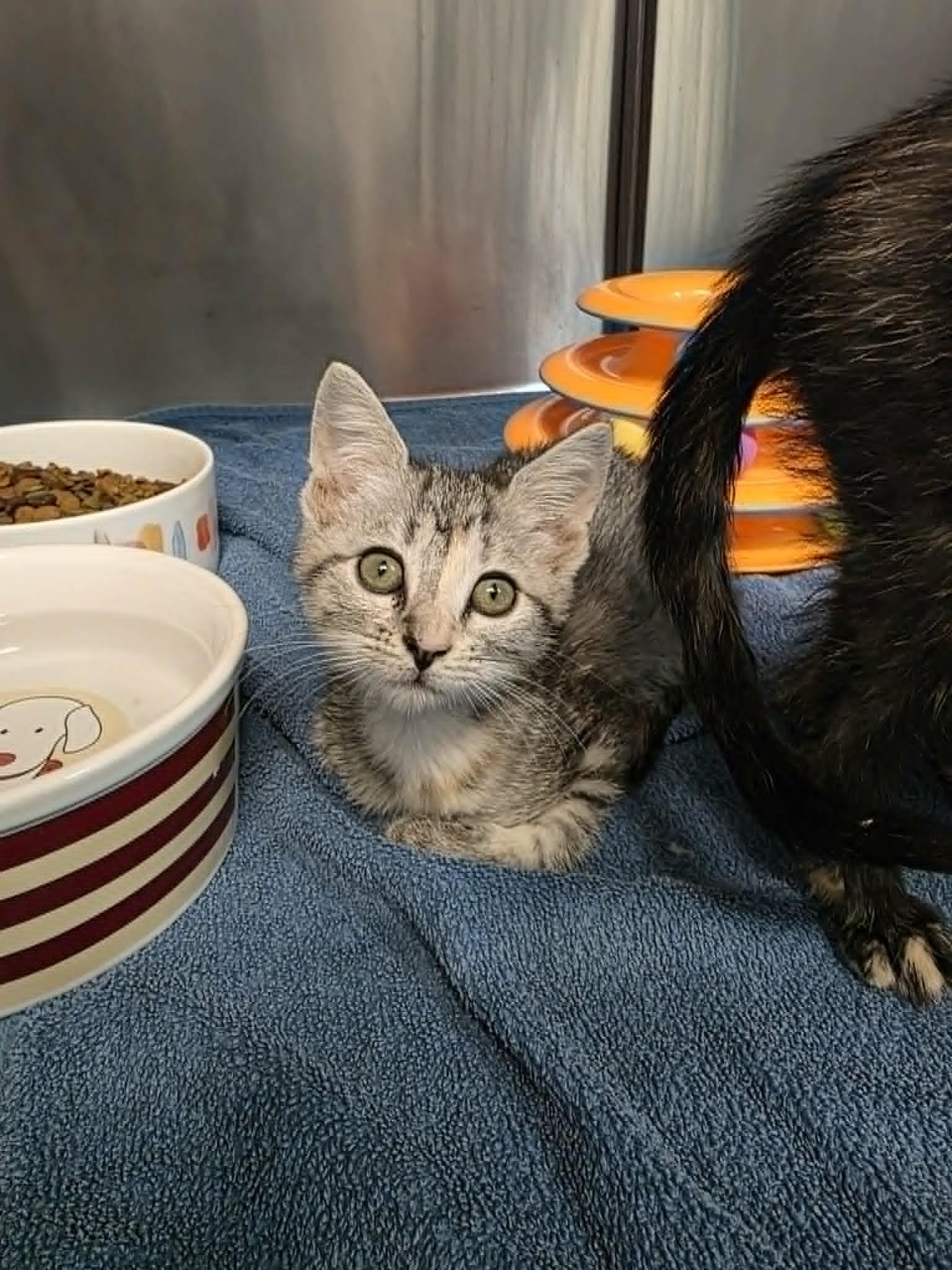 Enlarge Edith, an adopted Domestic Short Hair in Umatilla, FL image 3/4