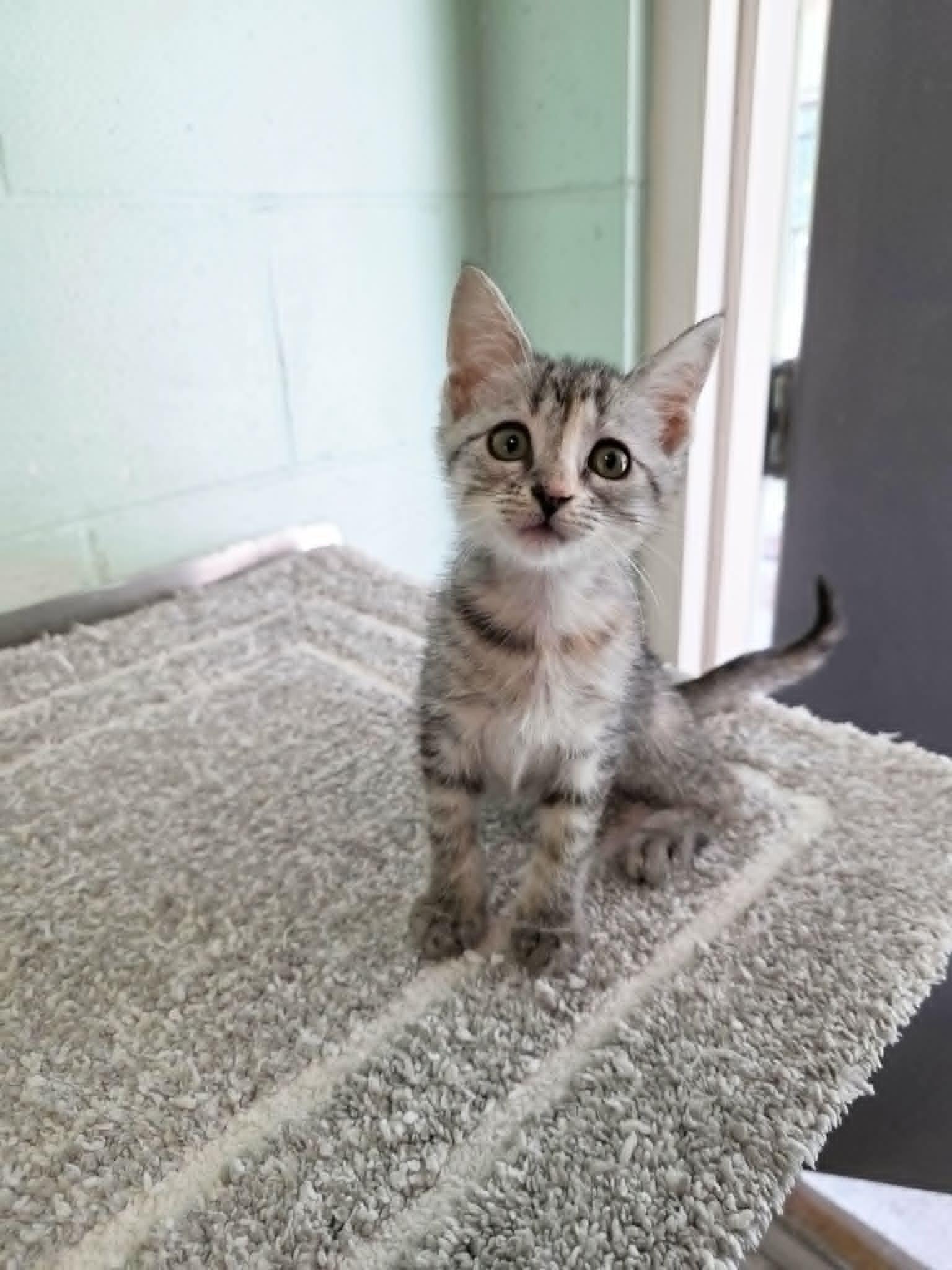 Edith, adopted, Kitten Female Domestic Short Hair.