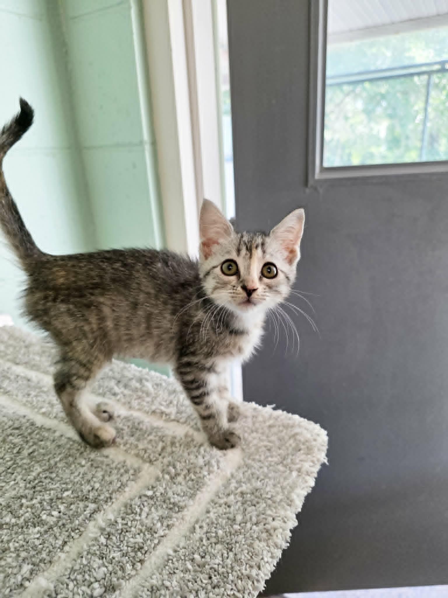 Enlarge Edith, an adopted Domestic Short Hair in Umatilla, FL image 4/4