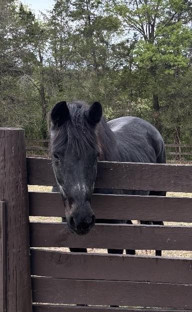 Missy , Adoptable, Senior Female Thoroughbred.