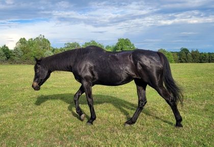 Missy , Adoptable, Senior Female Thoroughbred.