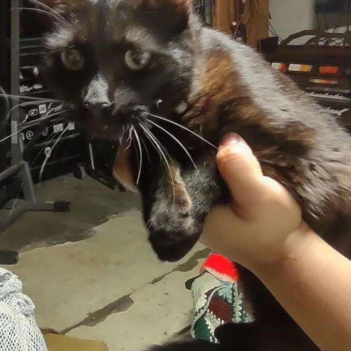 Damion, a Adoptable Domestic Short Hair in Orange, CA image 5/5