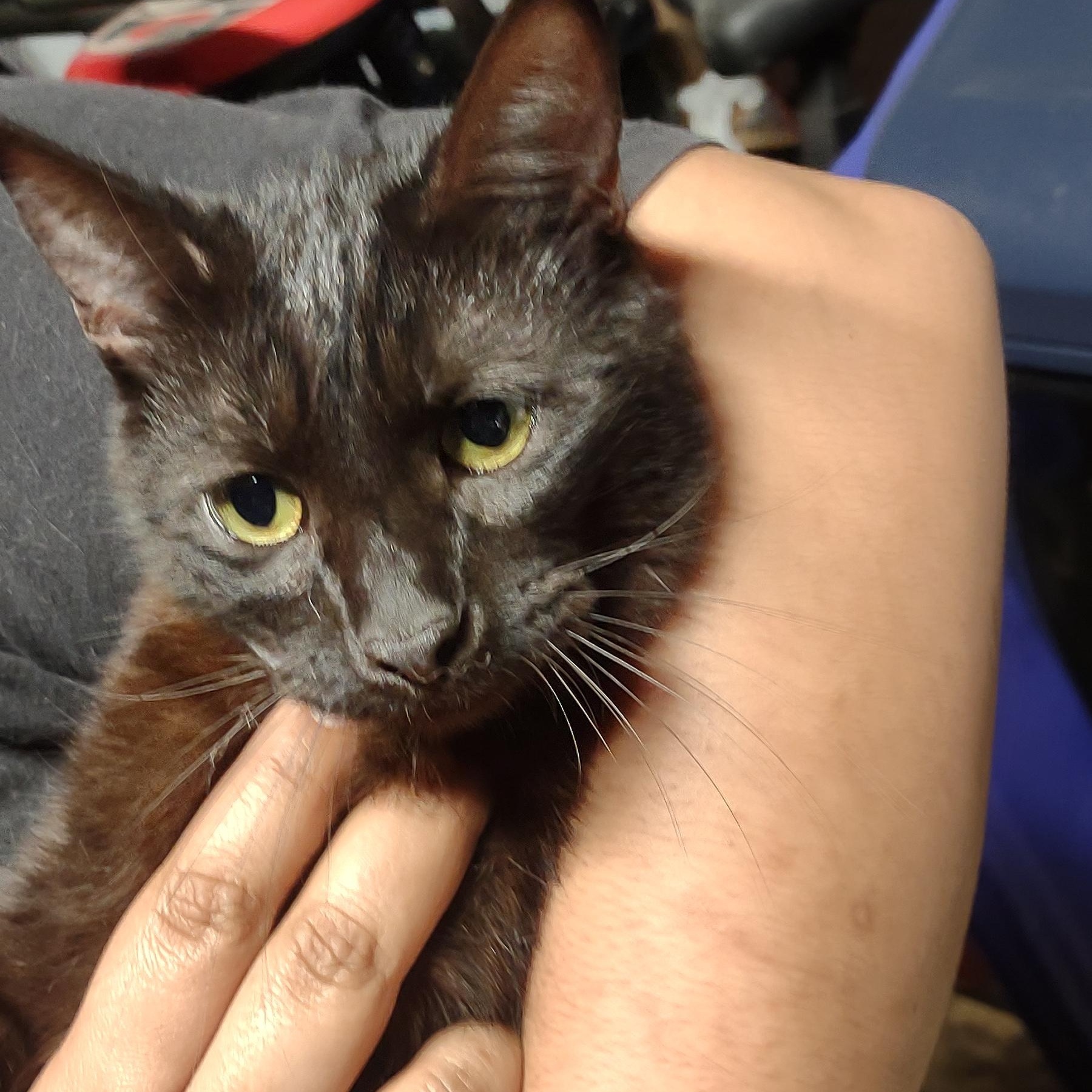 Damion, a Adoptable Domestic Short Hair in Orange, CA image 3/5