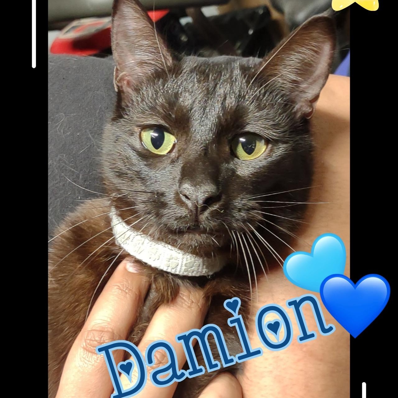 Damion, a Adoptable Domestic Short Hair in Orange, CA image 1/5