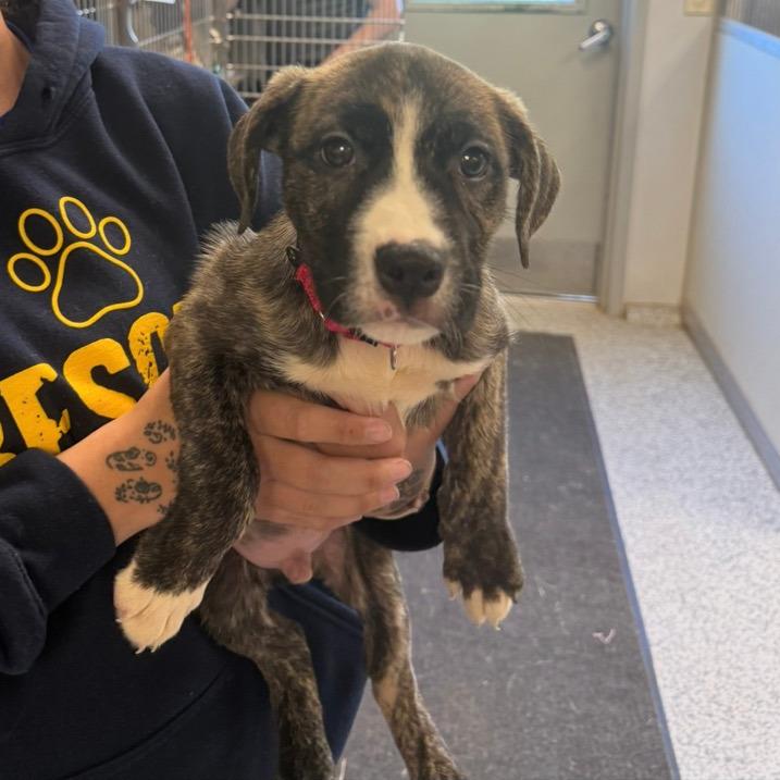 Gizmutt, Adoptable, Puppy Male Boxer & Mixed Breed.