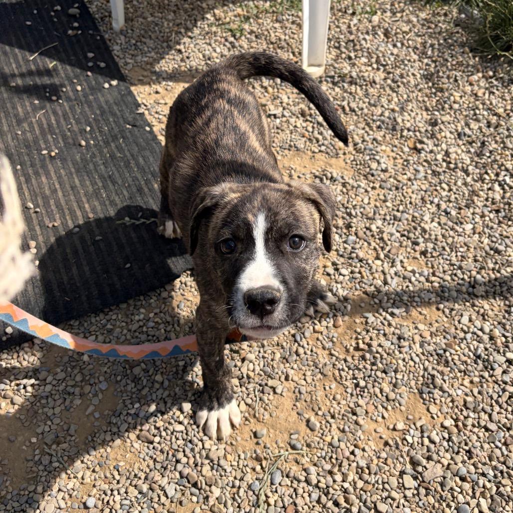Gizmutt, a Adoptable mixed breed in Columbia Station, OH image 2/2