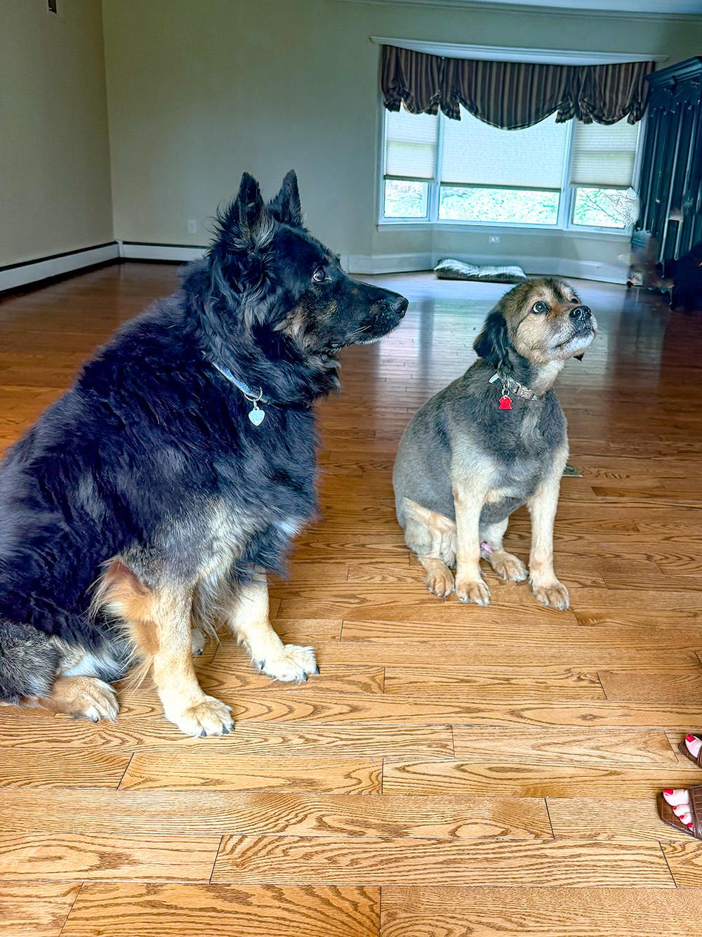 Rocco, a ADOPTABLE German Shepherd Dog in Millburn, NJ image 3/4