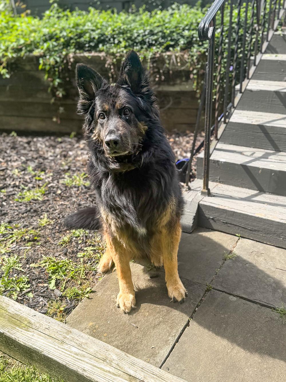 Rocco, a ADOPTABLE German Shepherd Dog in Millburn, NJ image 4/4