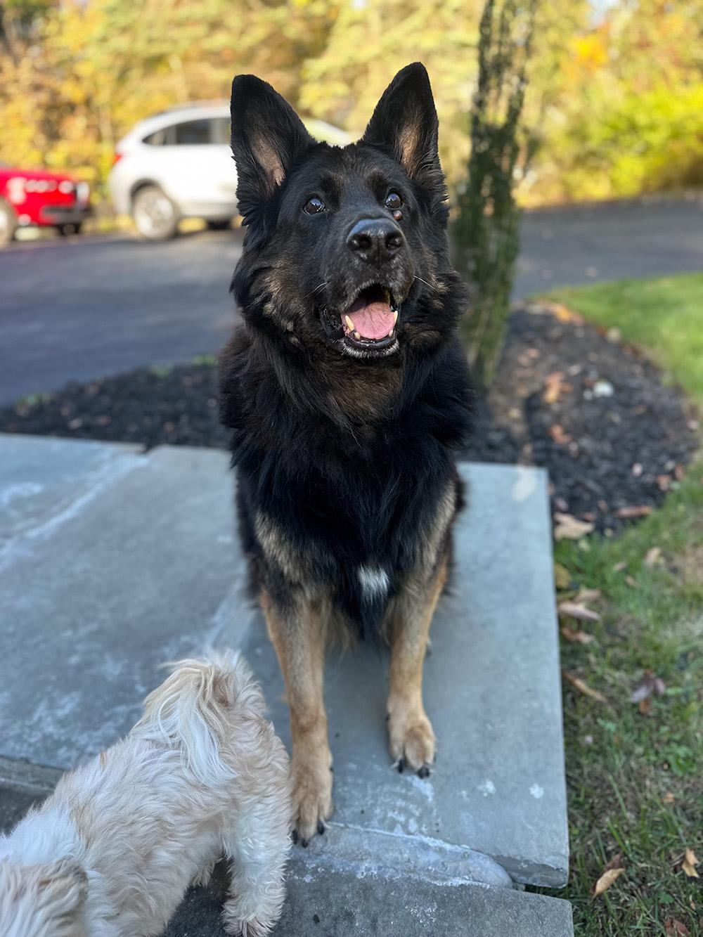 Rocco, a ADOPTABLE German Shepherd Dog in Millburn, NJ image 2/4