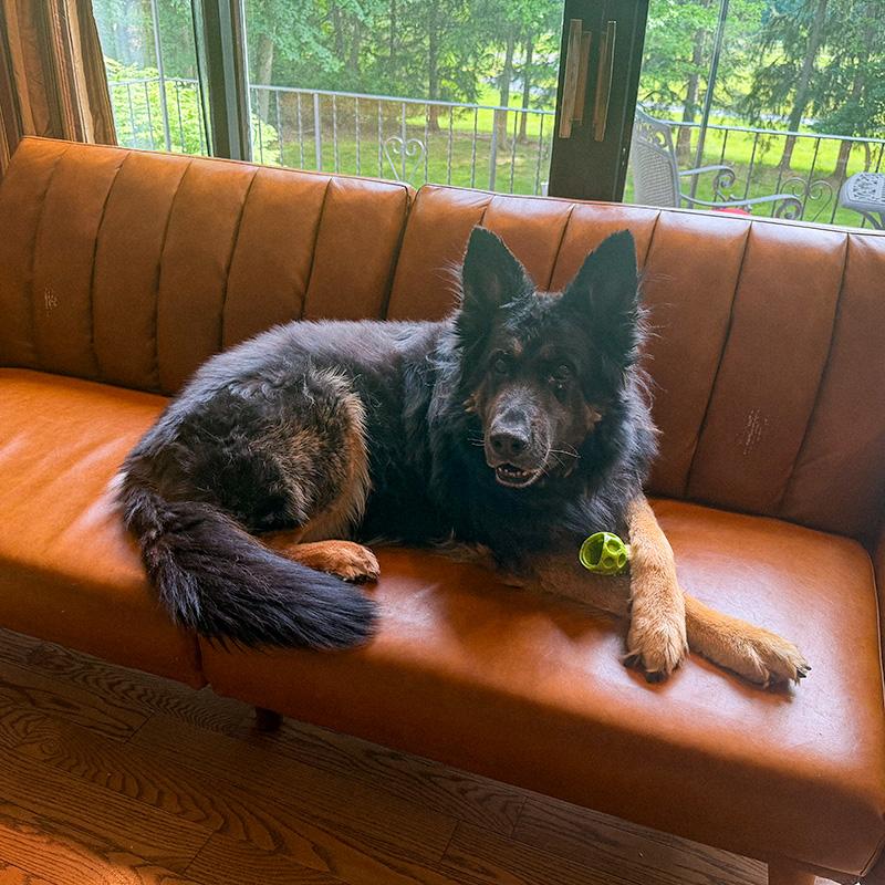 Rocco, ADOPTABLE, Adult Male German Shepherd Dog.