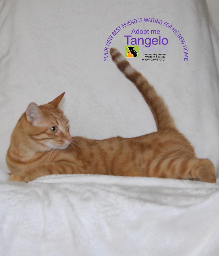 Tangelo photo