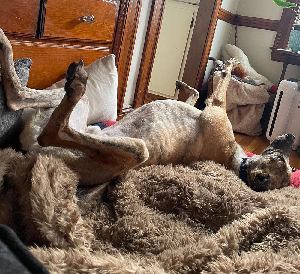 Enlarge Josh, a ADOPTABLE Greyhound in Ware, MA image 2/5