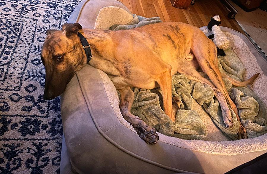 Enlarge Josh, a ADOPTABLE Greyhound in Ware, MA image 5/5