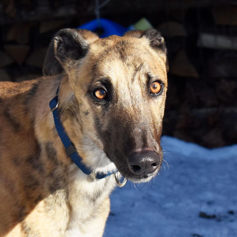 Enlarge Josh, a ADOPTABLE Greyhound in Ware, MA image 1/5