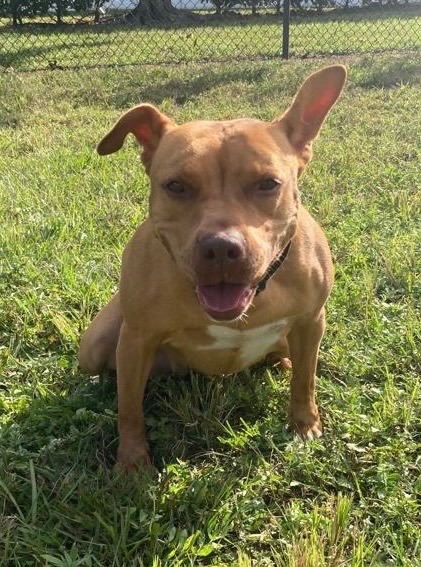 Kieva, a Adoptable Terrier in Davie, FL image 1/14