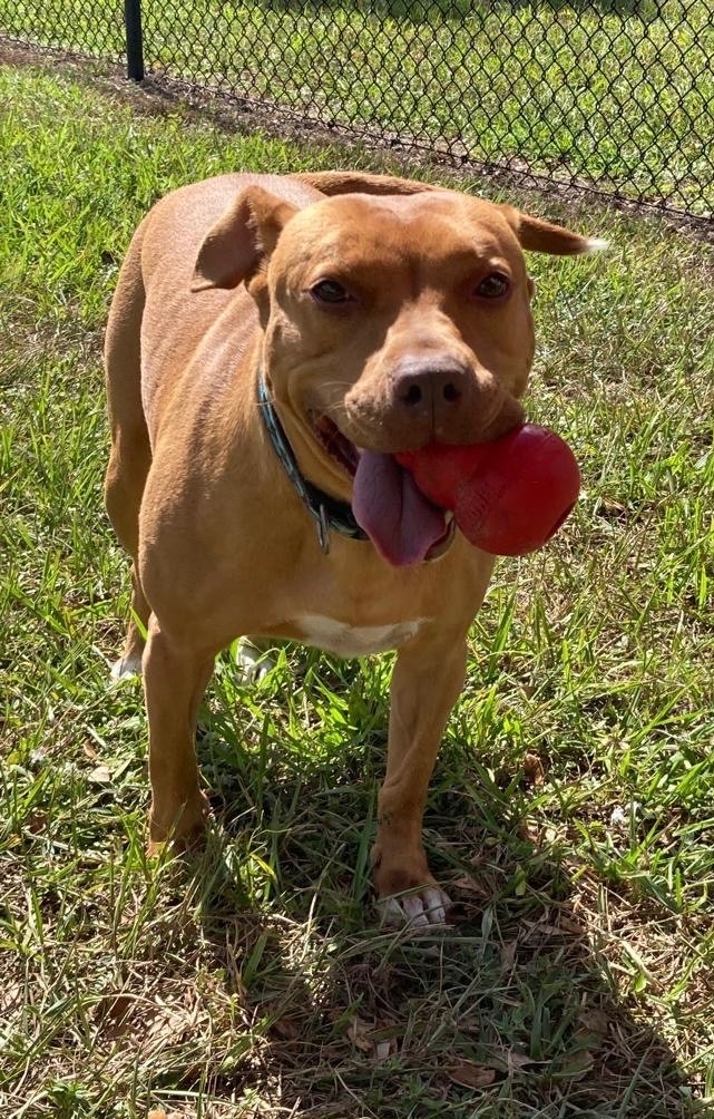 Kieva, a Adoptable Terrier in Davie, FL image 2/14