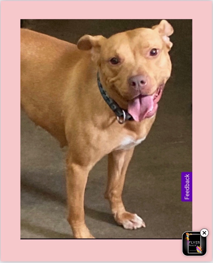 Kieva, a Adoptable Terrier in Davie, FL image 3/14