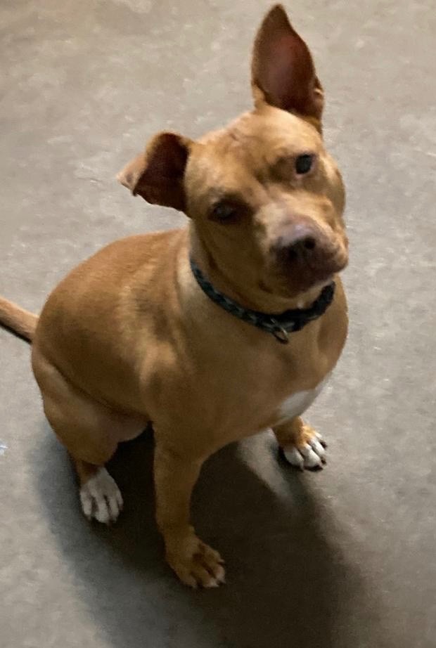 Kieva, a Adoptable Terrier in Davie, FL image 4/14