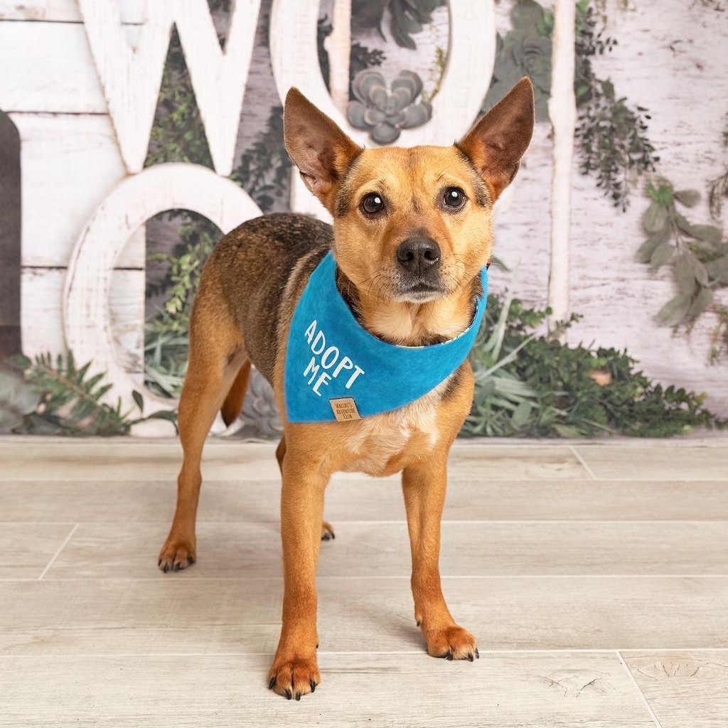 Enlarge BRODY, a Adoptable mixed breed in Kaufman, TX image 5/6