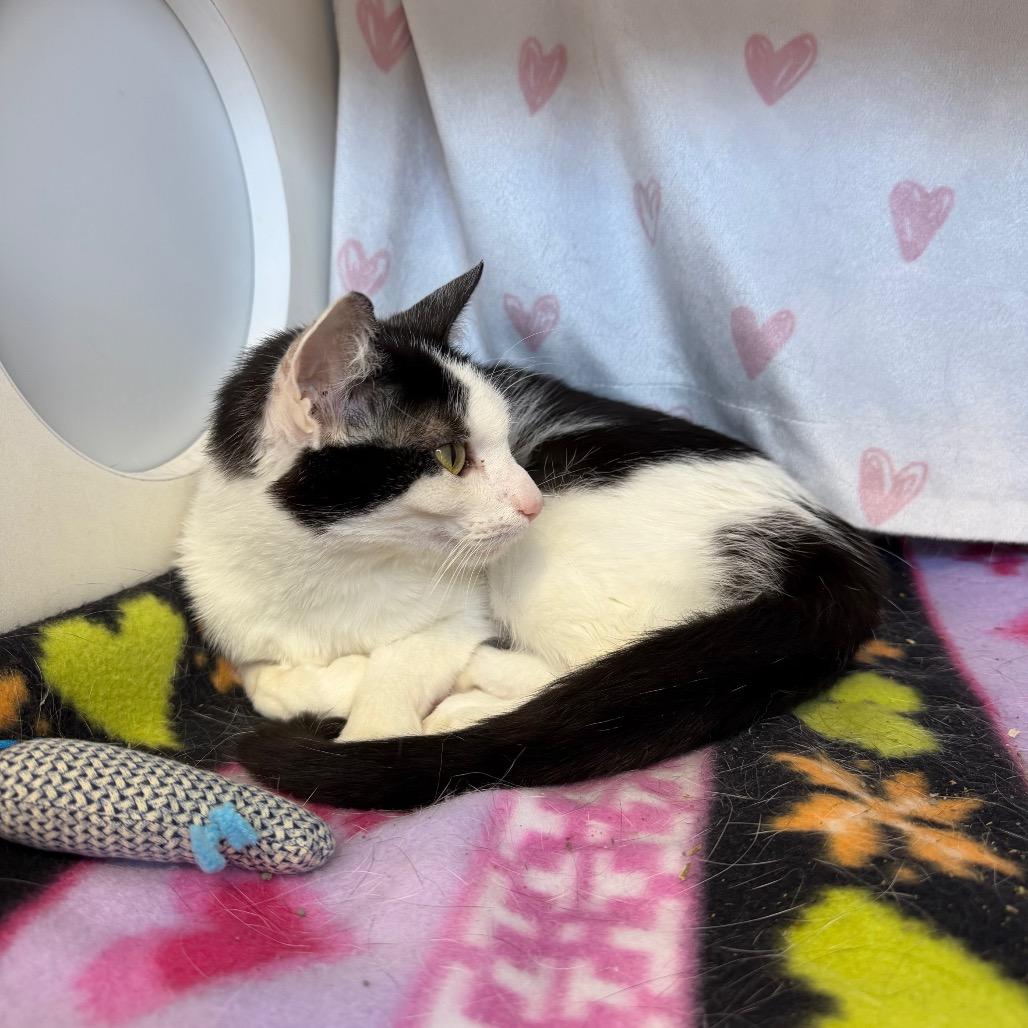Beth, Adoptable, Young Female Domestic Short Hair.
