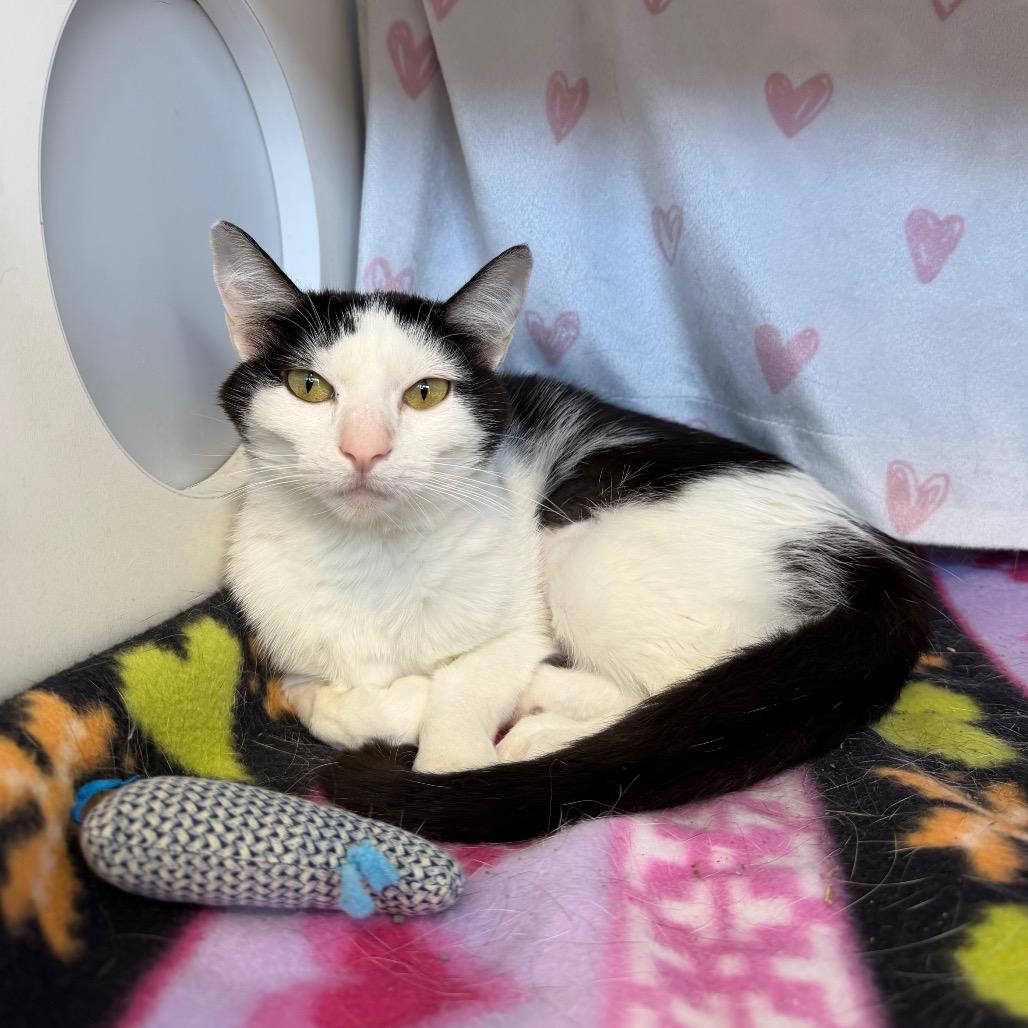 Enlarge Beth, a Adoptable Domestic Short Hair in Council Bluffs, IA image 2/3