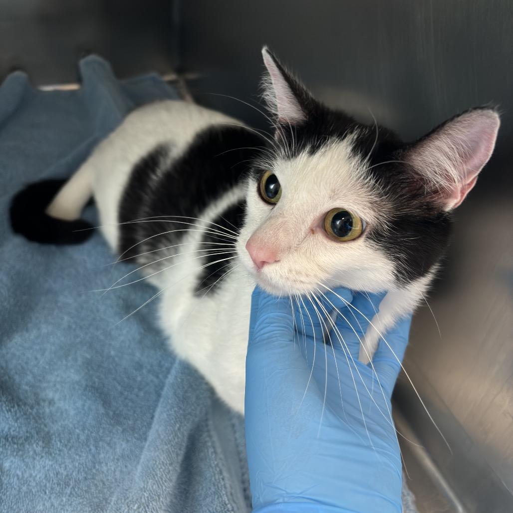Enlarge Beth, a Adoptable Domestic Short Hair in Council Bluffs, IA image 3/3