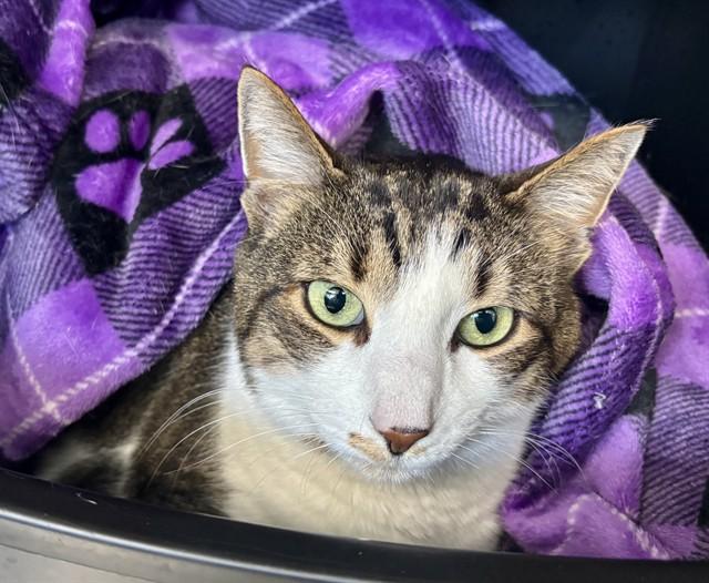 RONA, Adoptable, Adult Male Domestic Short Hair.
