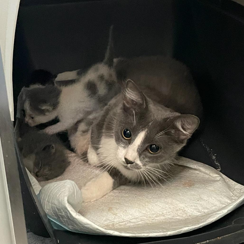 Fluffy, Adoptable, Adult Female Domestic Medium Hair.